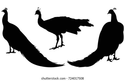 Peacock silhouette, vector illustration