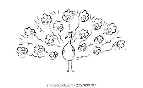 Peacock standing with ornate tail spread, contour drawing with decorative feather eye motifs and clean stroke. Symbol of pride, beauty, elegance, and showy confidence. Cartoon vector illustration.