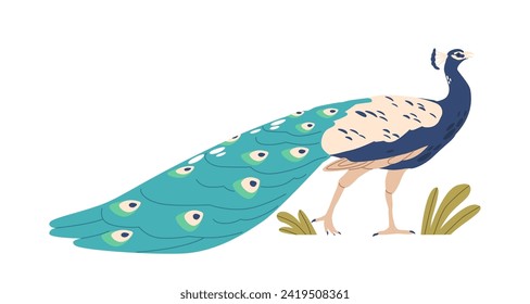 Peacock Is A Striking Bird Known For Its Vibrant Plumage And Distinctive Iridescent Tail Feathers, Vector Illustration