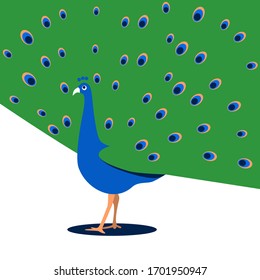 A peacock with its tail down. Vertina flat illustration