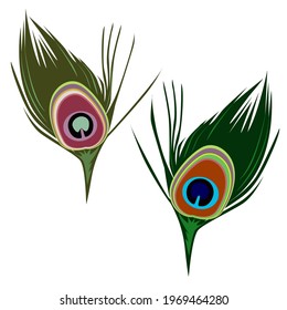 Peacock tail feather abstract vector color decorative element