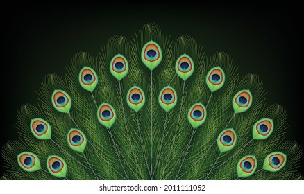 Peacock tail is spreading isolated on dark background.Graphic vector