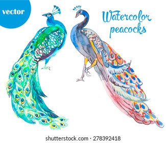 Peacock. Tropical plants: exotic flower hibiscus and leaves. Vector.