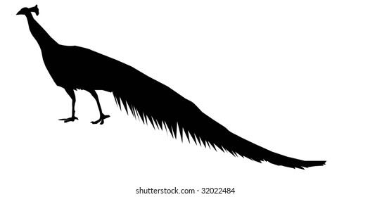 Peacock Vector Stock Vector Royalty Free 32022484 Shutterstock Peacock Vector Stock Vector Royalty Free 32022484 Shutterstock