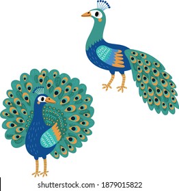 Peacock. Vector bird cute illustration