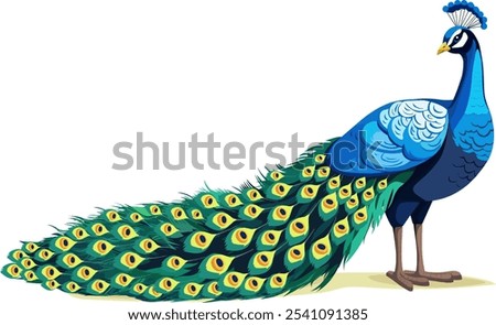 Peacock Vector, Peacock Design, bird, peacock feathers, Illustration