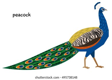 Peacock vector illustration