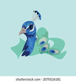 Peacock vector illustration with blue and green colors