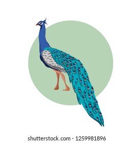 Peacock  vector illustration flat colorful peacock on circle background isolated, blue , bird beautiful