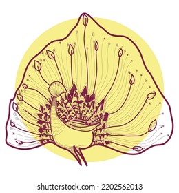 Peacock vector illustration in one tone color