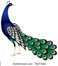 Peacock in vector, the Indian Peafowl or Blue Peafowl  is a large and brightly coloured bird of the pheasant family native to South Asia