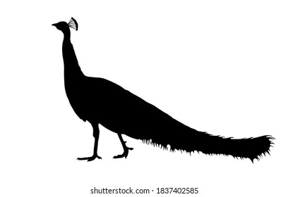 Peacock vector silhouette illustration isolated on white background. Glamour noble bird. Shape Peacock shadow.