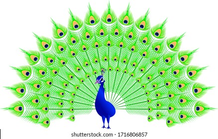 Peacock in vector spread tail