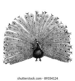 nbc peacock black and white clipart