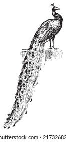 Peacock, vintage engraved illustration. Dictionary of words and things - Larive and Fleury - 1895.