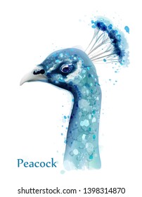 Peacock watercolor Vector card. Blue birds isolated on white background