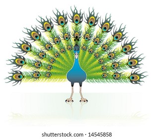 Peacock Web Icon
