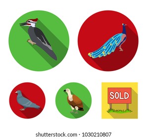 Peacock, woodpecker and various species. Birds set collection icons in flat style vector symbol stock illustration web.