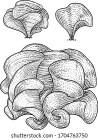 Pfauenschwanzalgen-Illustration, Zeichnen, bunte Vektorillustration