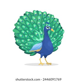 Peafowl Animal Species Cartoon Illustration Vector