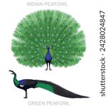 Peafowl Bird Indian and Green Cartoon Vector