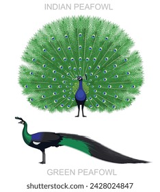 Peafowl Bird Indian and Green Cartoon Vector