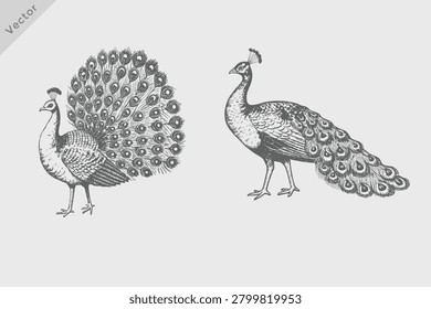 Peafowl bird vintage vector sketch illustration. Hand-drawn sketch Peafowl isolated on white background