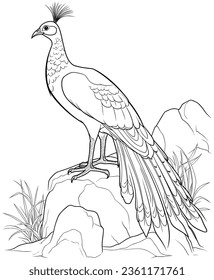 peafowl coloring page for kids