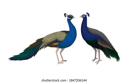 Peafowl or Peacock as Bird Specie with Extravagant Plumage Vector Set