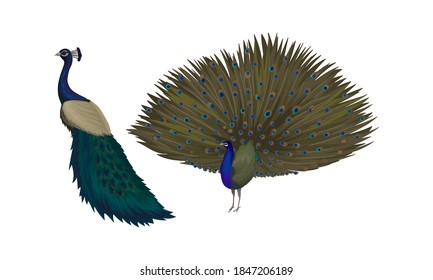 Peafowl or Peacock as Bird Specie with Extravagant Plumage Vector Set