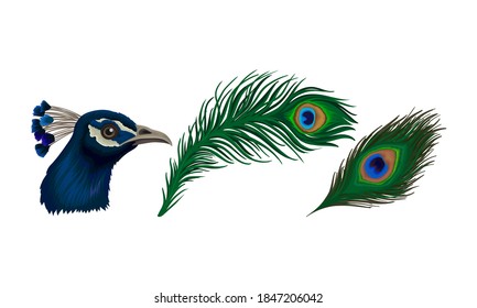 Peafowl or Peacock Head with Crest and Bright Feathers Vector Set