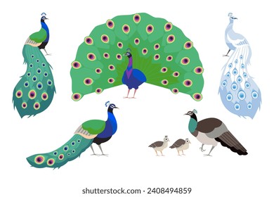 Peahen, peafowl and chicks. Various peacock birds set. Isolated flat vector illustration.