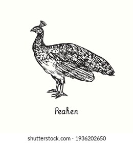 Peahen side view. Ink black and white doodle drawing in woodcut outline style. Vector illustration