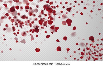 Pealistic petal falling background. Vector eps 10.