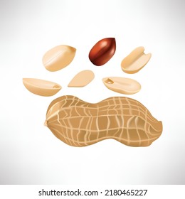 Peanut. 3d realistic vector icon set