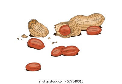 Peanut, arahis, earth-nut, goober. nuts vector illustration on white background. Nutty Is healthy food, include many protein and vitamins. Nuts and chocolates give a lot energy.
Vegetarians likes nuts