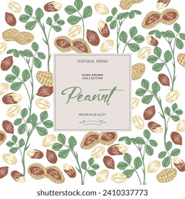 Peanut background. Hand drawn Peanut plant with nuts and leaves. Vector illustration hand drawn.