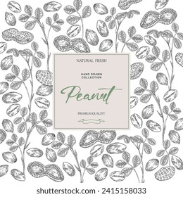 Peanut background. Hand drawn Peanut plant with nuts and leaves. Vector illustration black and white.