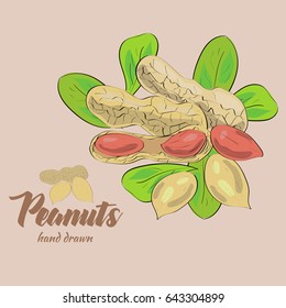Peanut background with the leaves in a hand drawn style. Package design.