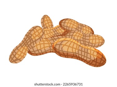 Peanut. Peanut bean isolated. nuts.vector illustration isolated on white background.