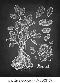 Peanut big set. Chalk sketch on blackboard background. Hand drawn vector illustration. Retro style.