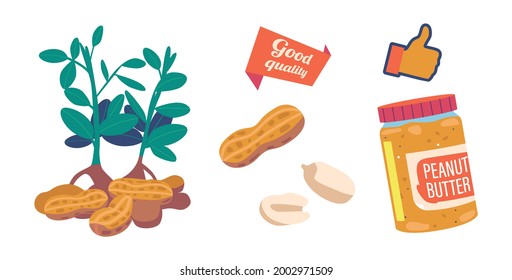 Peanut Butter in Glass Jar and Plant. Snack, Peeled and Unpeeled Nuts, Cereal Protein Breakfast Design, Healthy Energy Food Pack, Peanut in Shell, Clean Seeds. Cartoon Vector Illustration, Icons Set