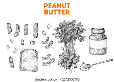 Peanut butter and ingredient for peanut butter sketch. Breakfast for energy. Hand drawn collection. Vector illustration. Design template. Vegan food. Peanut nut butter set.