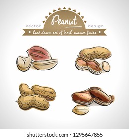 Peanut Collection of fresh fruits with leaf. Vector illustration. Isolated