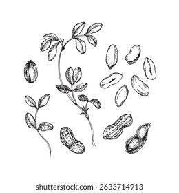 Peanut collection of hand drawn ink vector illustrations. Whole and cut nuts, fruit, and leaves. Set of objects for label design