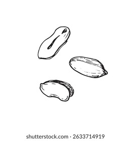 Peanut collection of hand drawn ink vector illustrations. Whole and cut nuts. Set of objects for label design