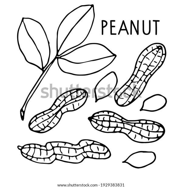 Peanut Collection Hand Drawn Vector Nut Stock Vector (Royalty Free ...