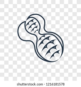 Peanut concept vector linear icon isolated on transparent background, Peanut concept transparency concept in outline style