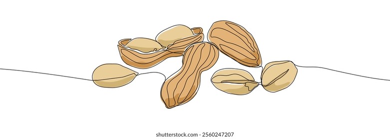 Peanut continuous line drawing vector illustration. Nut illustration. Peeled and unshelled peanuts