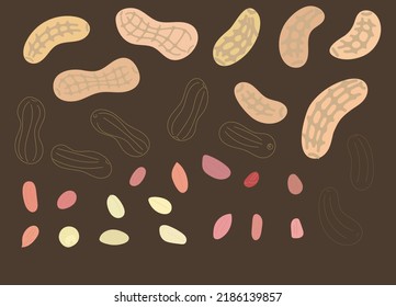 peanut drawn vector illustration  set